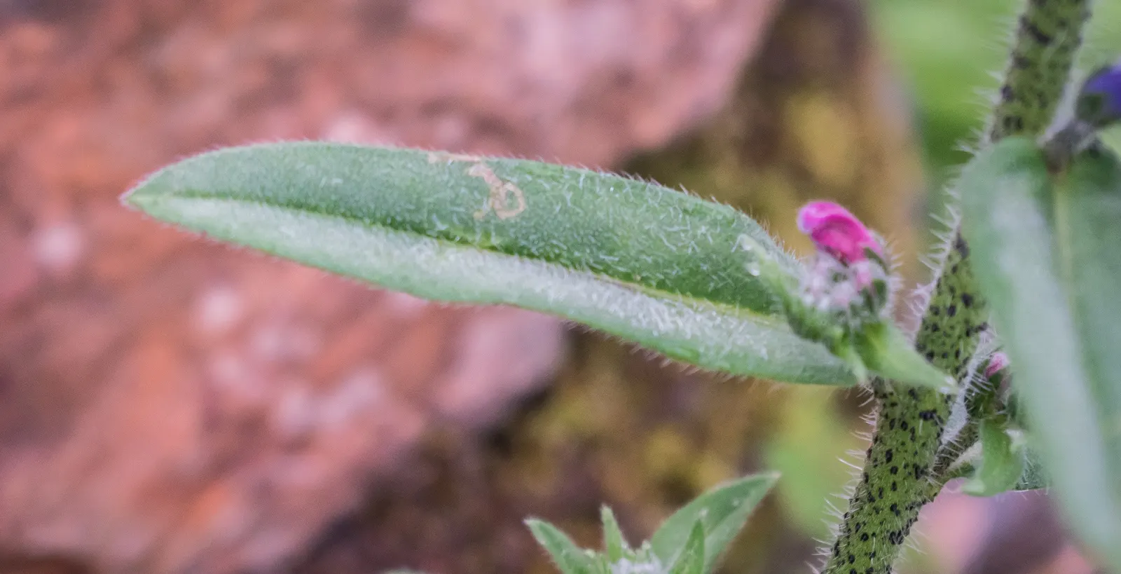 Blueweed (Echium Vulgare) — making it an environmentally conscious addition to their garden; noted for its vibrant blue flowers, image 127