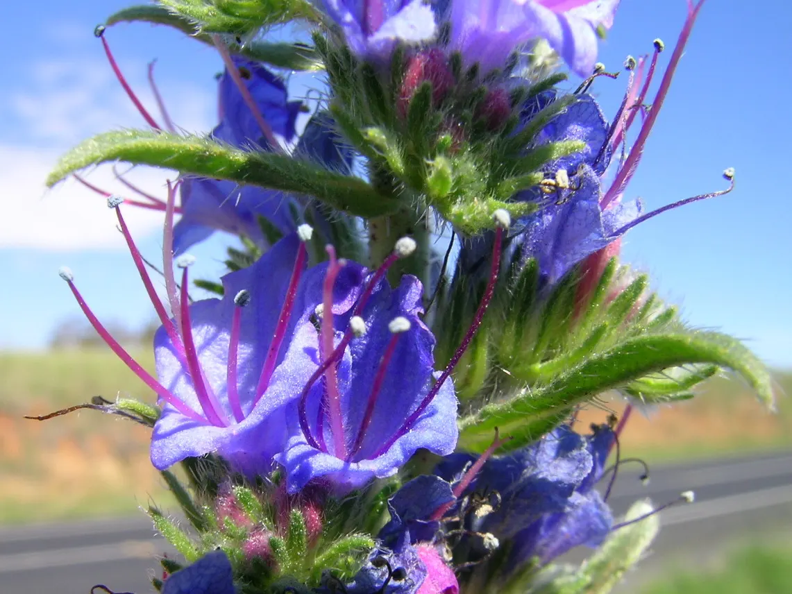 Blueweed (Echium Vulgare) — although it favors well-drained soils and full sun conditions to achieve its full potential.<br><br>Typically; echium, image 63