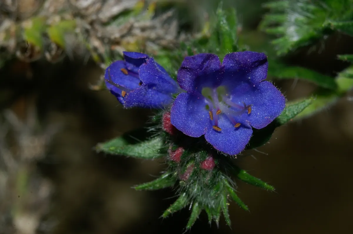 Blueweed (Echium Vulgare) — Echium vulgare grows to an impressive height of 1 to 3 feet; which bloom from late spring to early summer, image 64