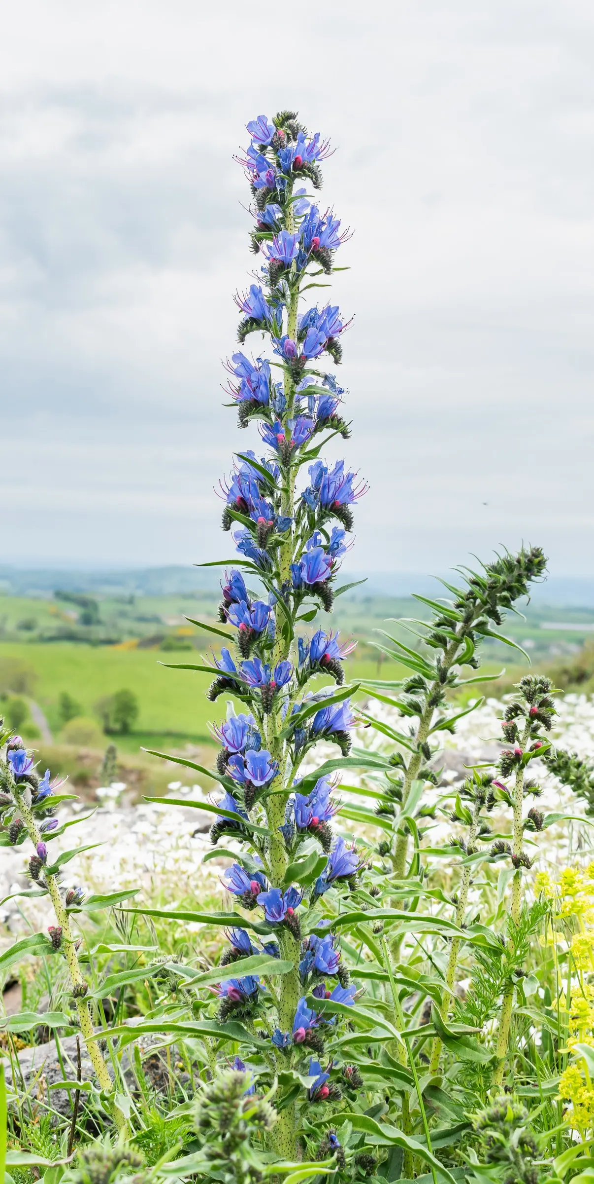 Blueweed (Echium Vulgare) — each adorned with a multitude of tiny sapphire-hued blossoms