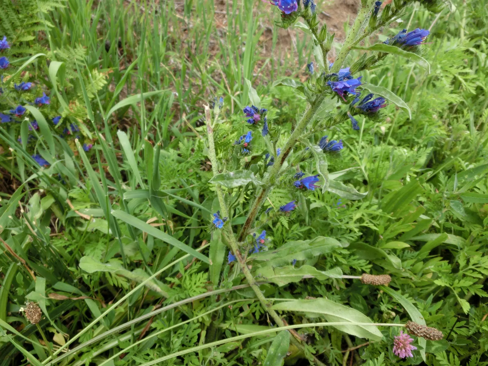 Blueweed (Echium Vulgare) — providing definition and contrast against green foliage; shrub for full, image 123