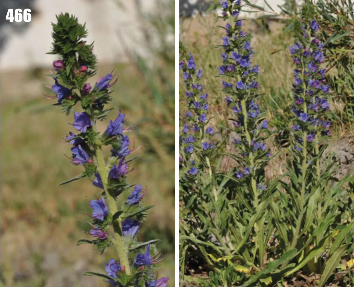 Blueweed (Echium Vulgare) — scientifically termed Echium vulgare; echium vulgare, commonly known as Blueweed, is a biennial plant reaching heights of 1-3 feet