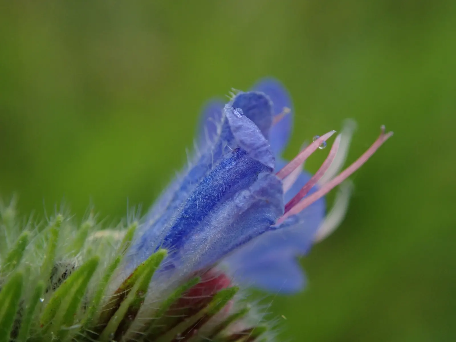 Blueweed (Echium Vulgare) — it's a magnet for pollinators; shrub with blue blooms, image 82
