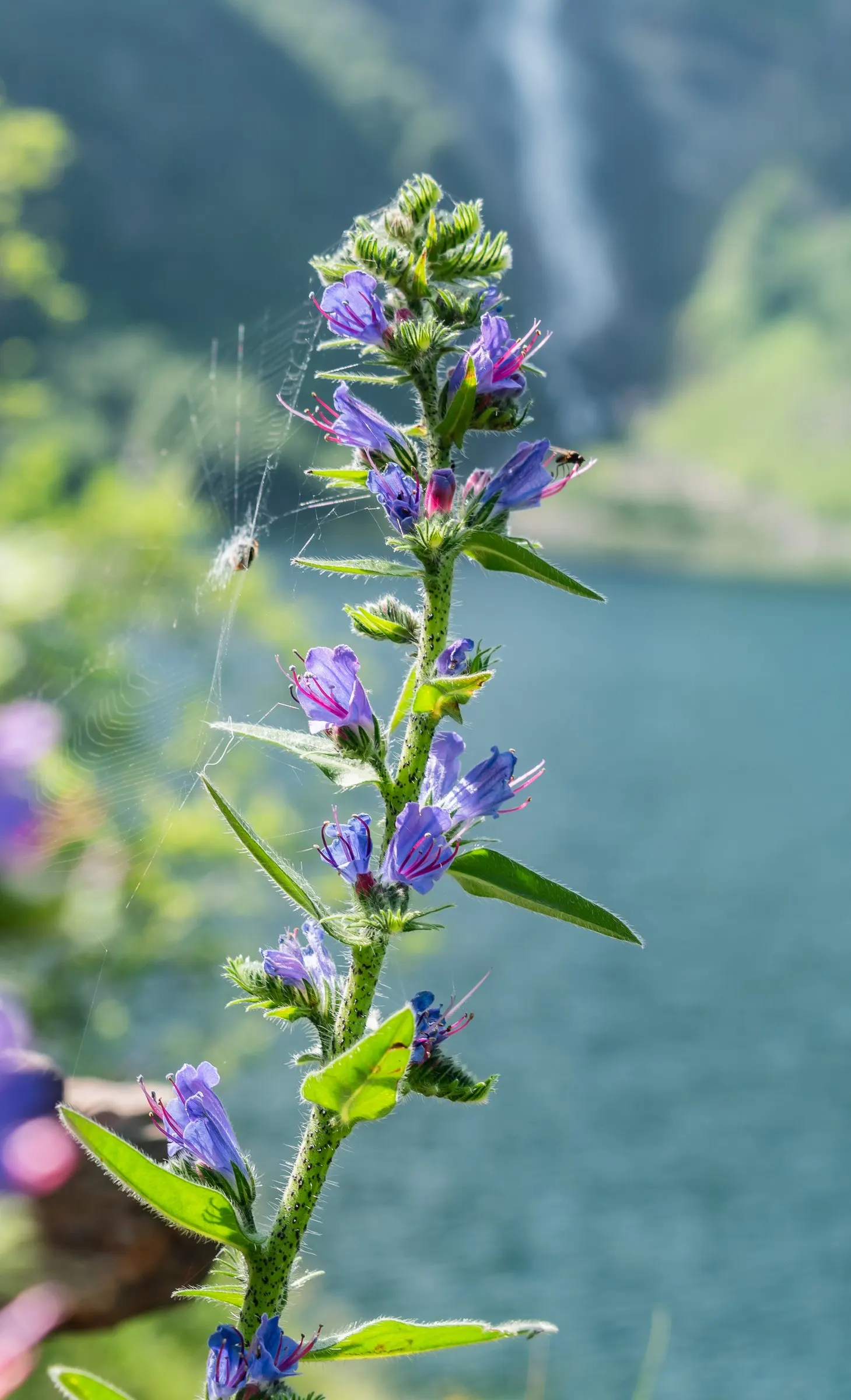 Blueweed (Echium Vulgare) — where its self-sowing capability ensures a recurring display year after year; its lance-shaped, hairy leaves span up to, image 73