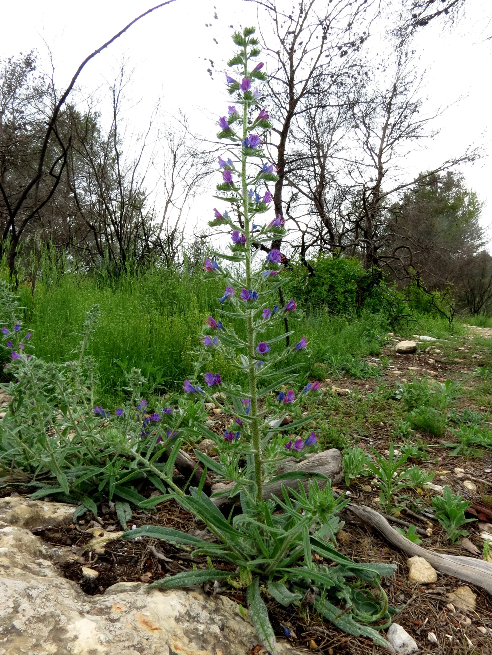 Blueweed (Echium Vulgare) — Blueweed serves well as a border plant