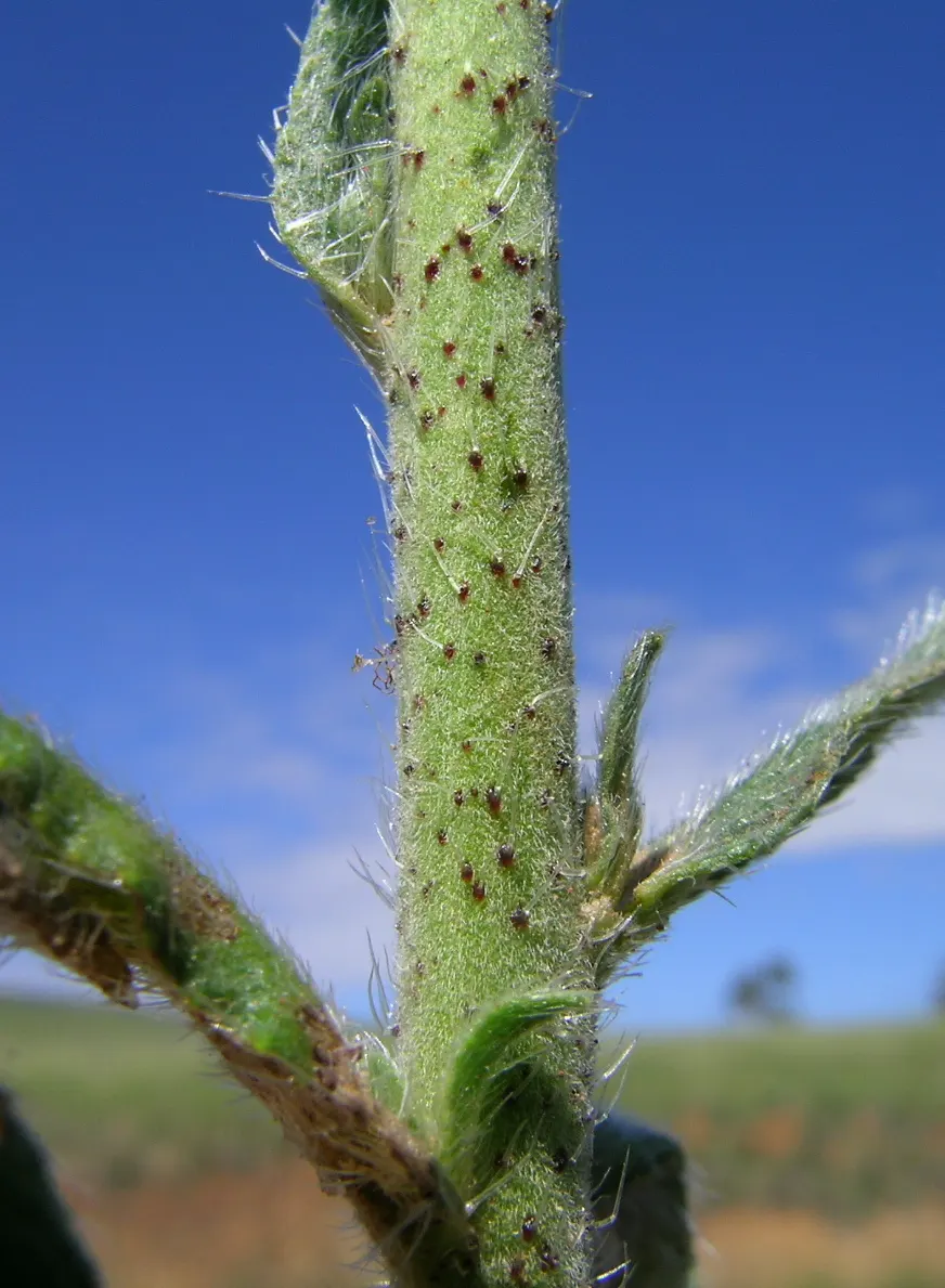 Blueweed (Echium Vulgare) — Blueweed sports cylindrical flower spikes; blueweed thrives in full sun and well-drained soils, and is drought-tolerant, image 94