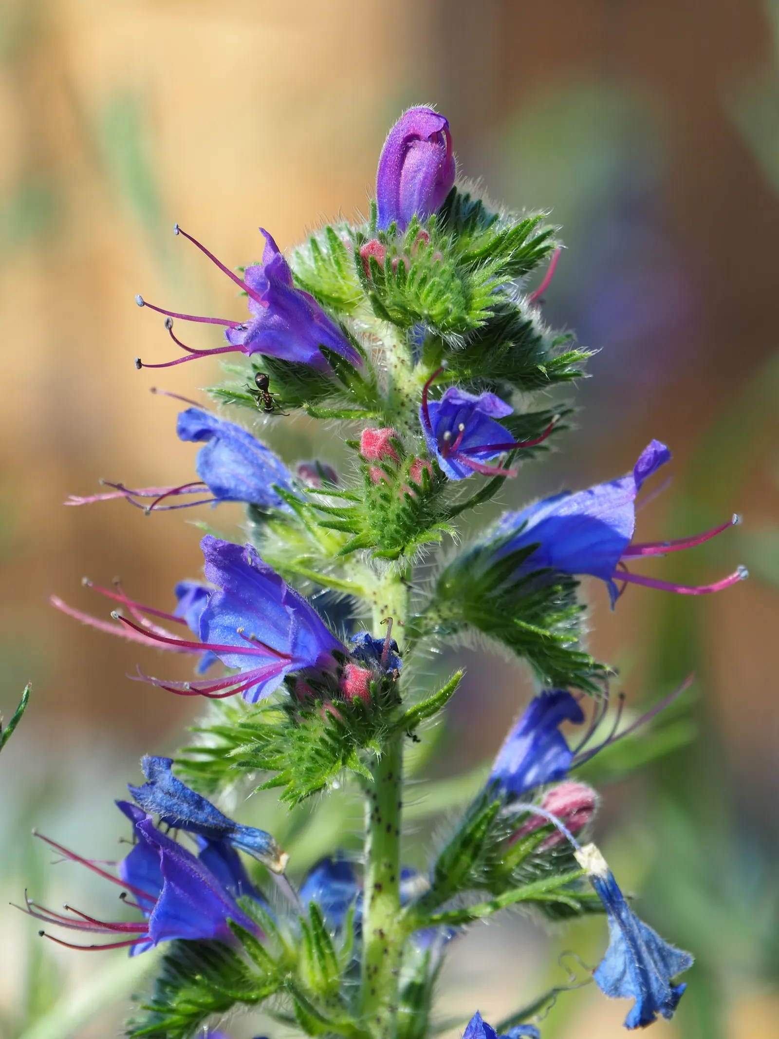 Blueweed (Echium Vulgare) — shrub with blue blooms