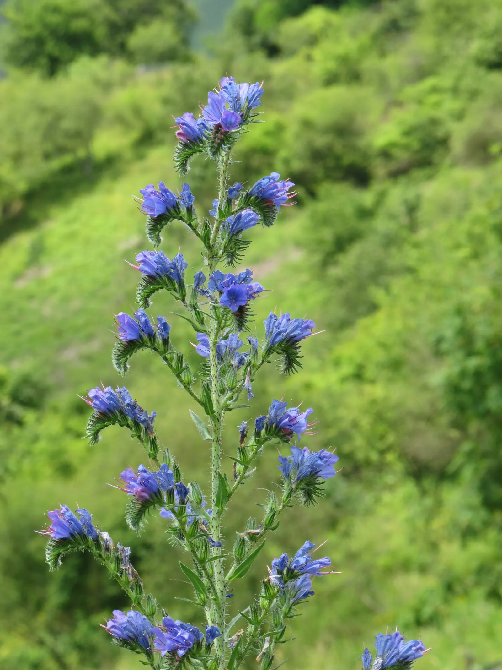 Blueweed (Echium Vulgare) — where its self-sowing capability ensures a recurring display year after year