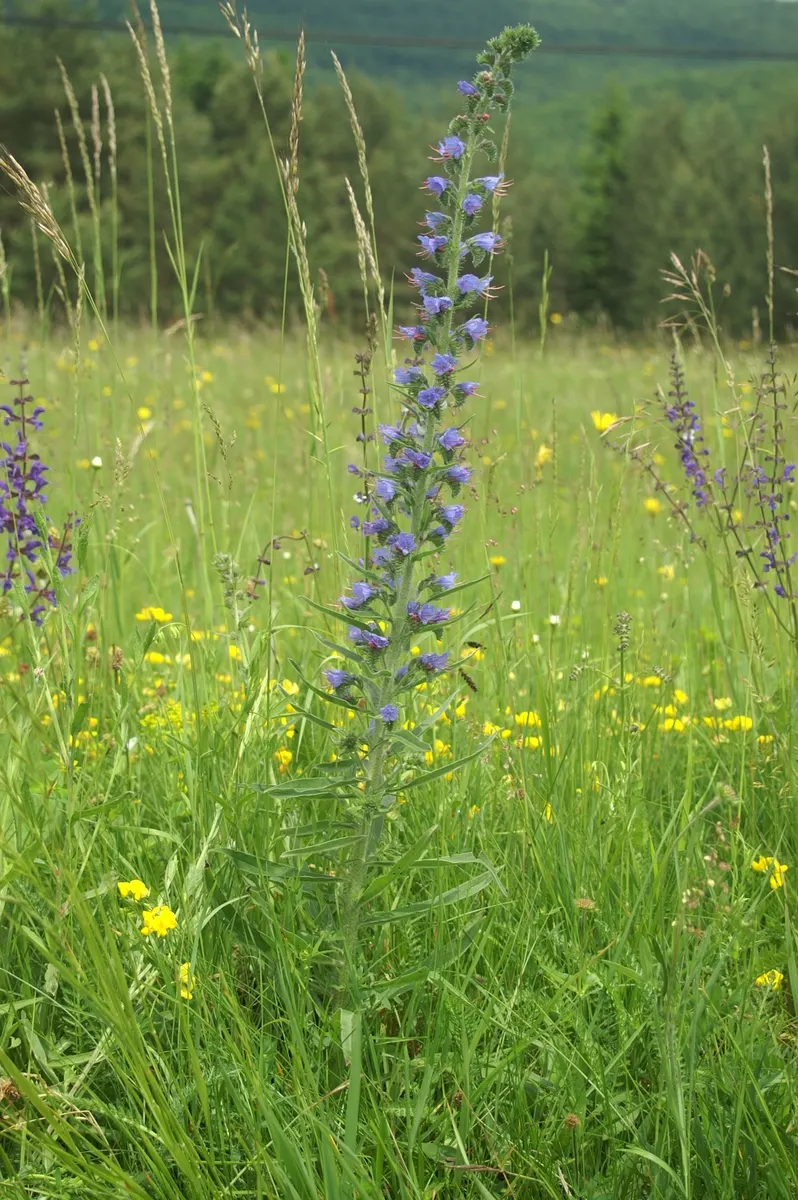 Blueweed (Echium Vulgare) — Its upright, bristly stems add texture to any garden
