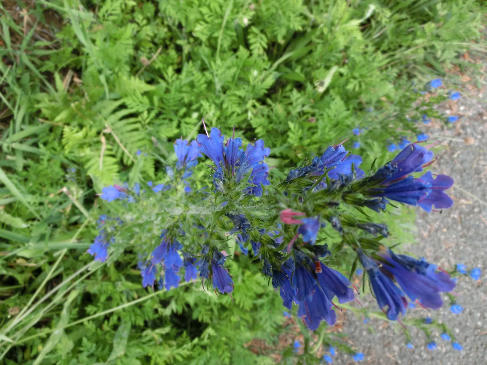 Blueweed (Echium Vulgare) — Echium vulgare, commonly known as Blueweed, is a biennial plant reaching heights of 1-3 feet