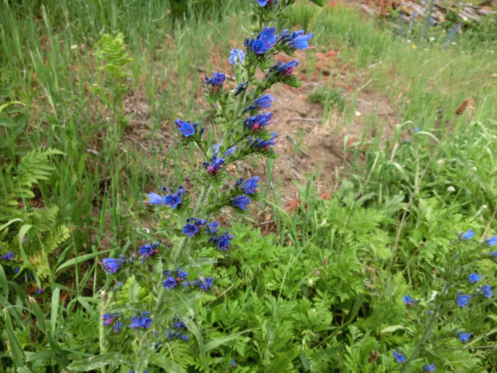 Blueweed (Echium Vulgare) — although it favors well-drained soils and full sun conditions to achieve its full potential.<br><br>Typically