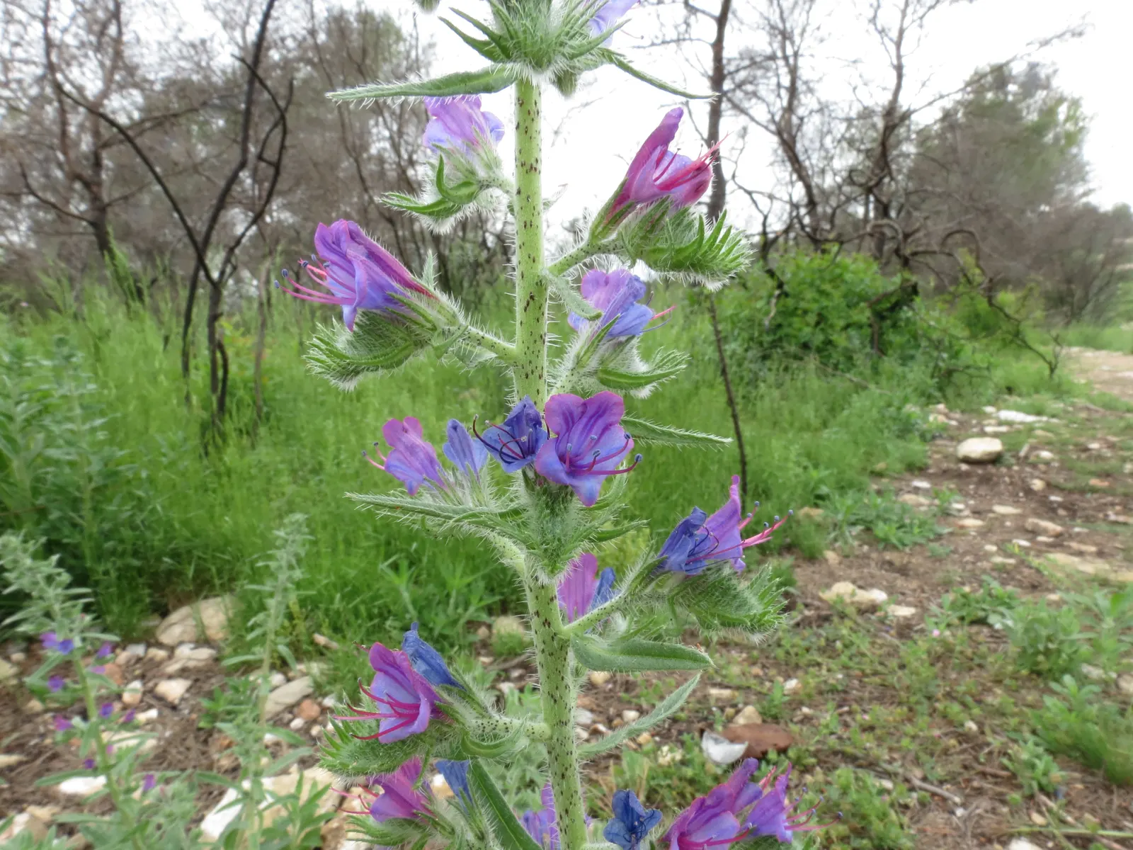 Blueweed (Echium Vulgare) — Noted for its vibrant blue flowers; although it favors well-drained soils and full sun conditions to achieve its full