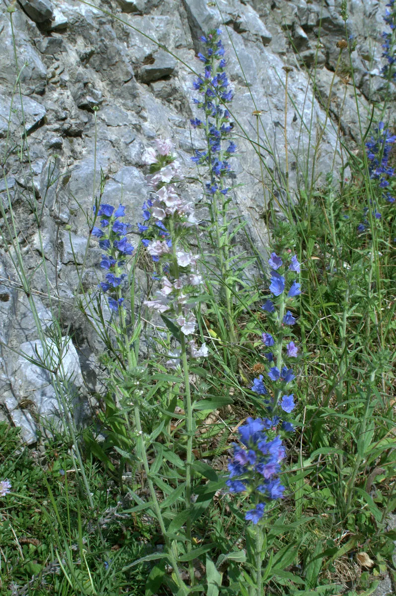 Blueweed (Echium Vulgare) — scientifically termed Echium vulgare; echium vulgare, commonly known as Blueweed, is a biennial plant reaching heights, image 86