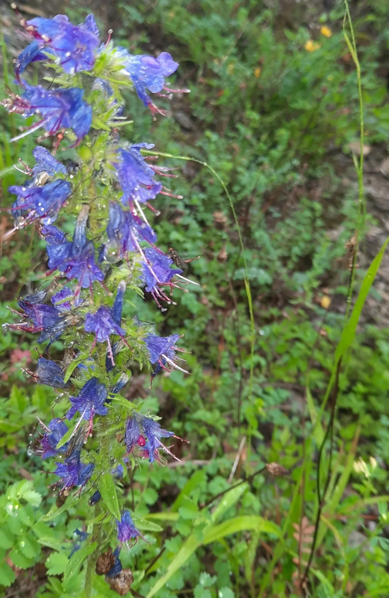 Blueweed (Echium Vulgare) — it's a magnet for pollinators; shrub with blue blooms, image 56