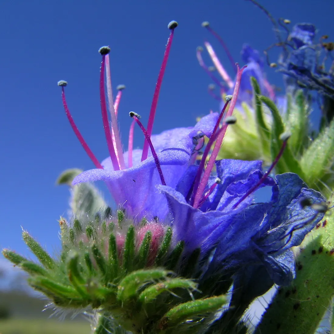 Blueweed (Echium Vulgare) — shrub for full