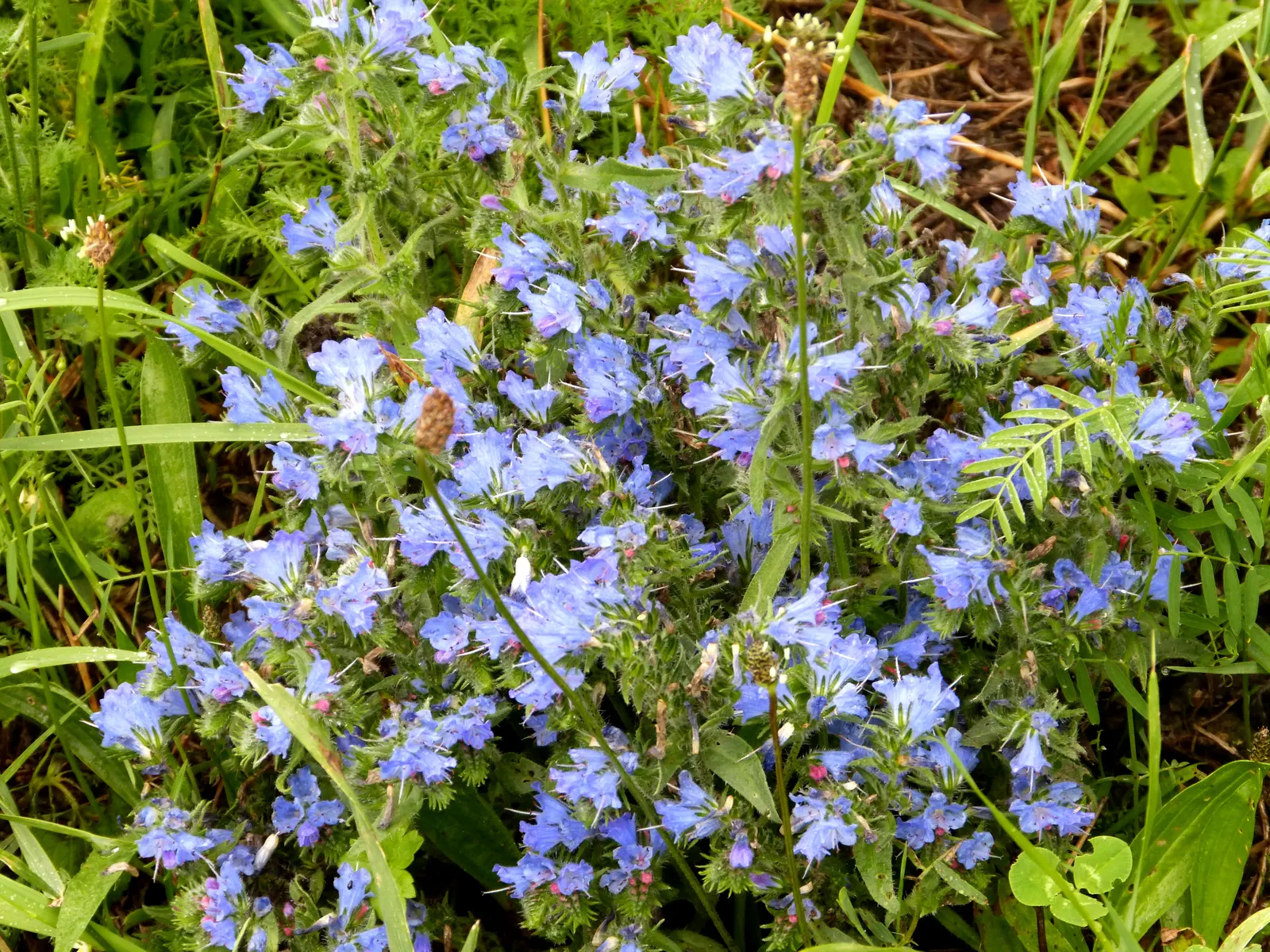 Blueweed (Echium Vulgare) — Blueweed thrives in full sun and well-drained soils, and is drought-tolerant; its upright, bristly stems add texture to any garden