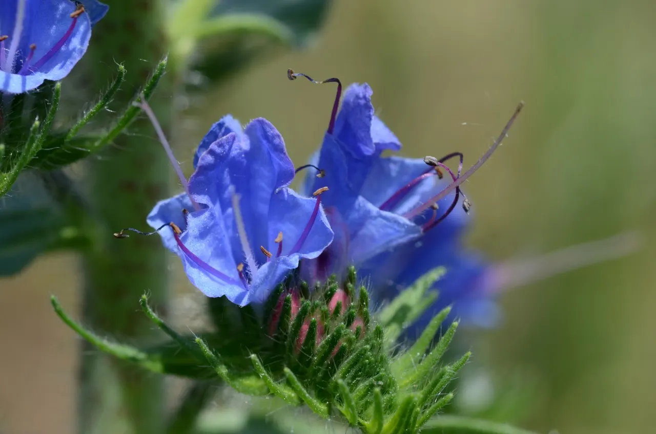 Blueweed (Echium Vulgare) — From late spring to early summer; blue flowers in the garden, image 93