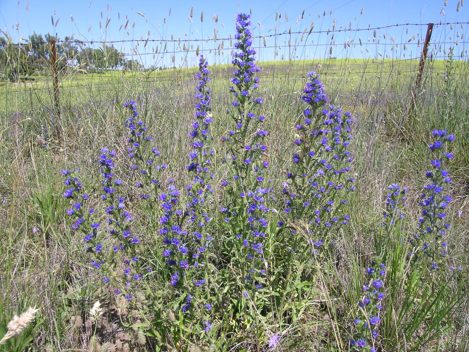 Blueweed (Echium Vulgare) — providing definition and contrast against green foliage; shrub for full, image 97