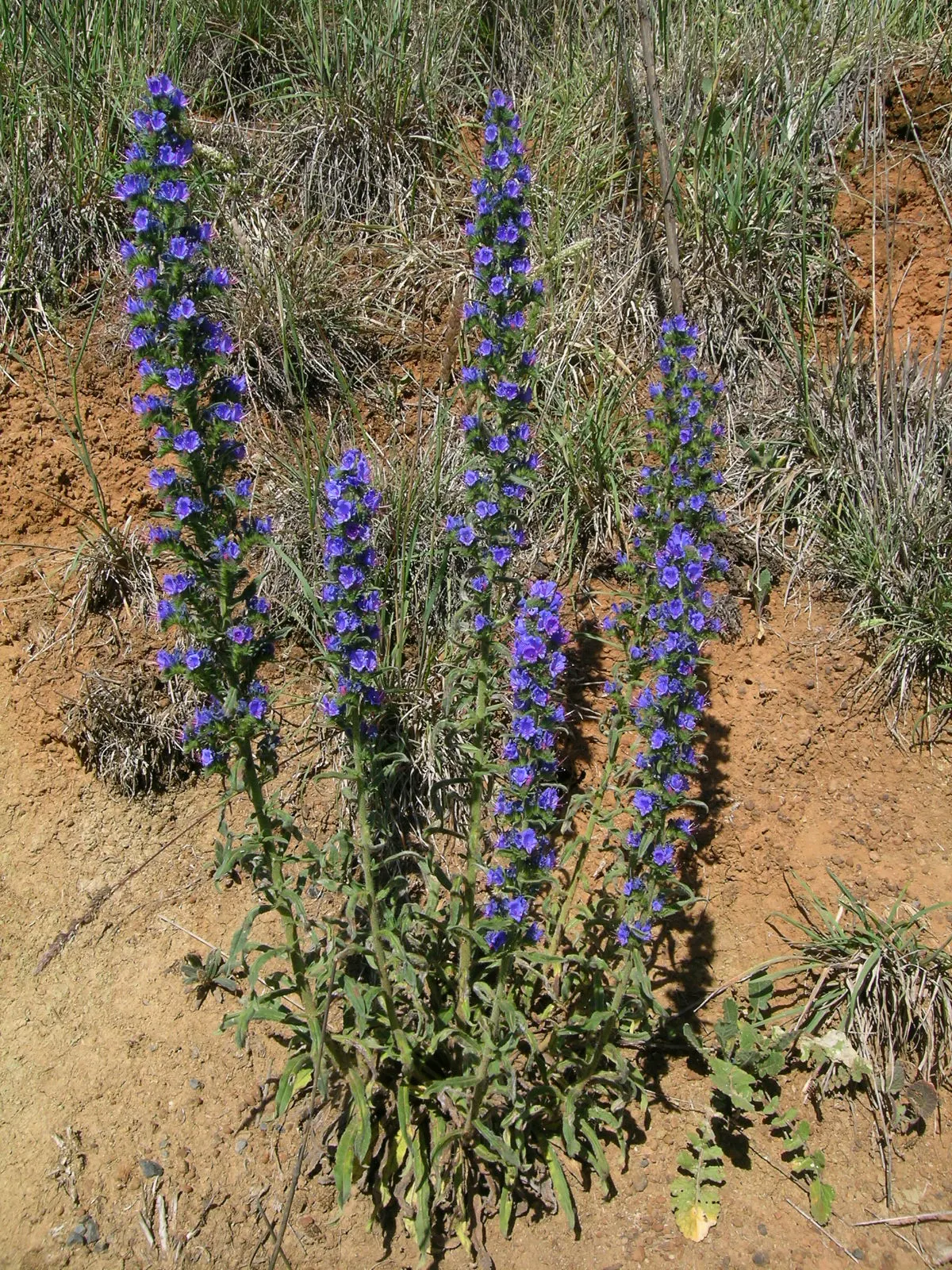 Blueweed (Echium Vulgare) — Handle with care, as the hairs can be irritating to the skin; it can also be utilized in wildflower meadows or, image 111