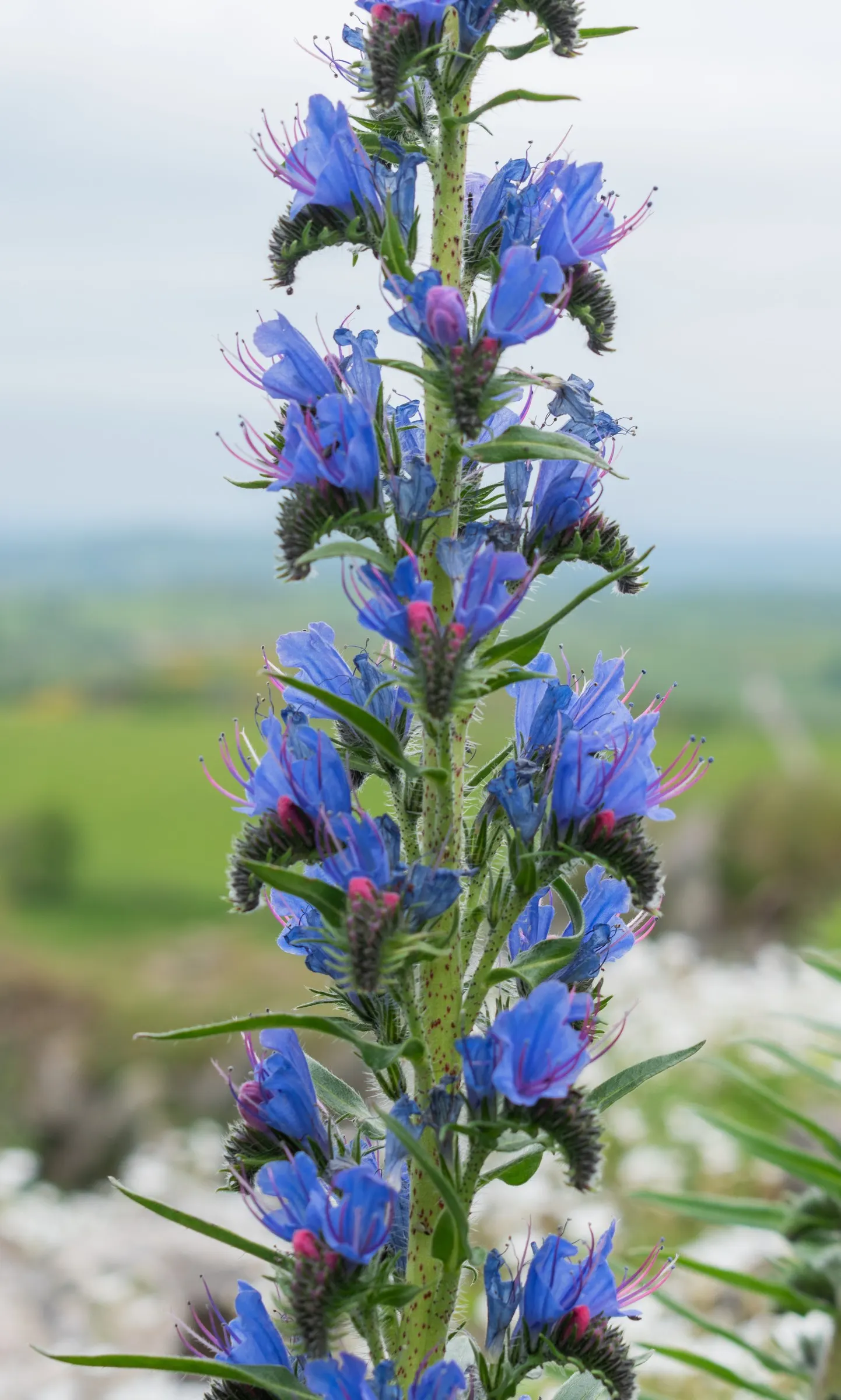 Blueweed (Echium Vulgare) — blue flowers in the garden; thriving in USDA hardiness zones 3 through 8