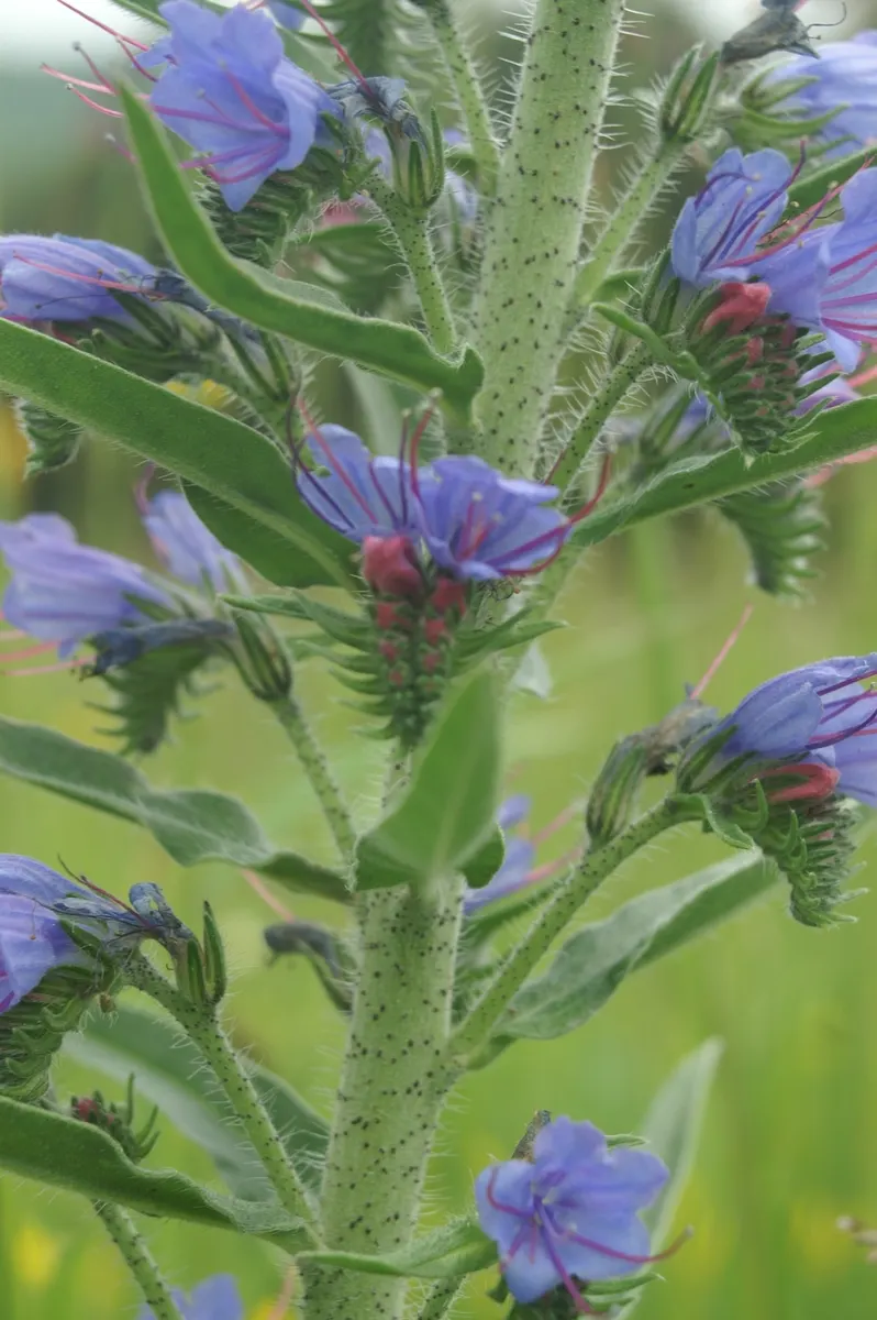 Blueweed (Echium Vulgare) — Echium vulgare is relatively low-maintenance