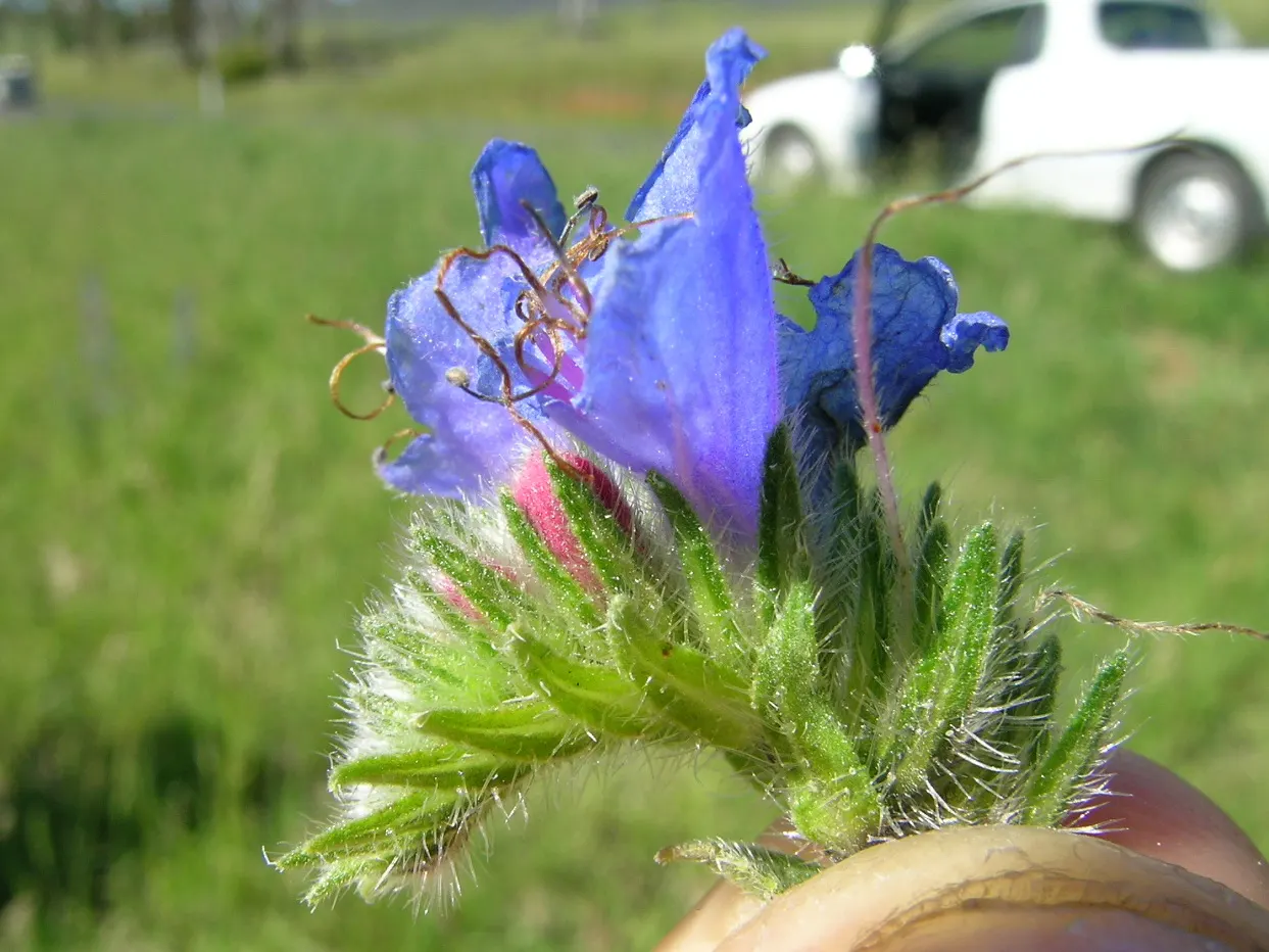 Blueweed (Echium Vulgare) — each adorned with a multitude of tiny sapphire-hued blossoms; echium vulgare grows to an impressive height of 1 to 3 feet