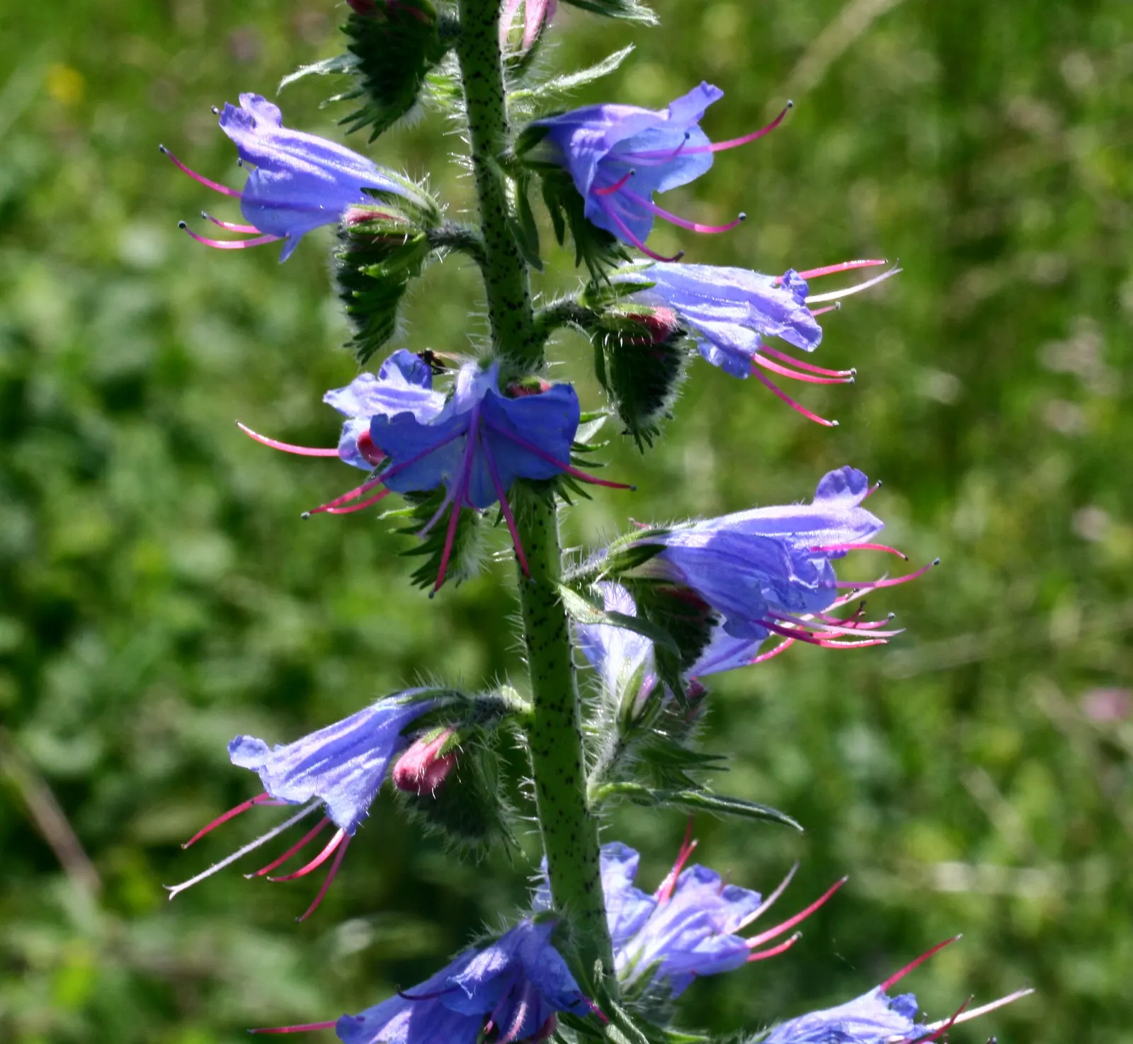 Blueweed (Echium Vulgare) — Thriving in USDA hardiness zones 3 through 8; scientifically termed Echium vulgare, image 61