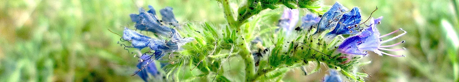 Blueweed (Echium Vulgare) — It can also be utilized in wildflower meadows or naturalized areas