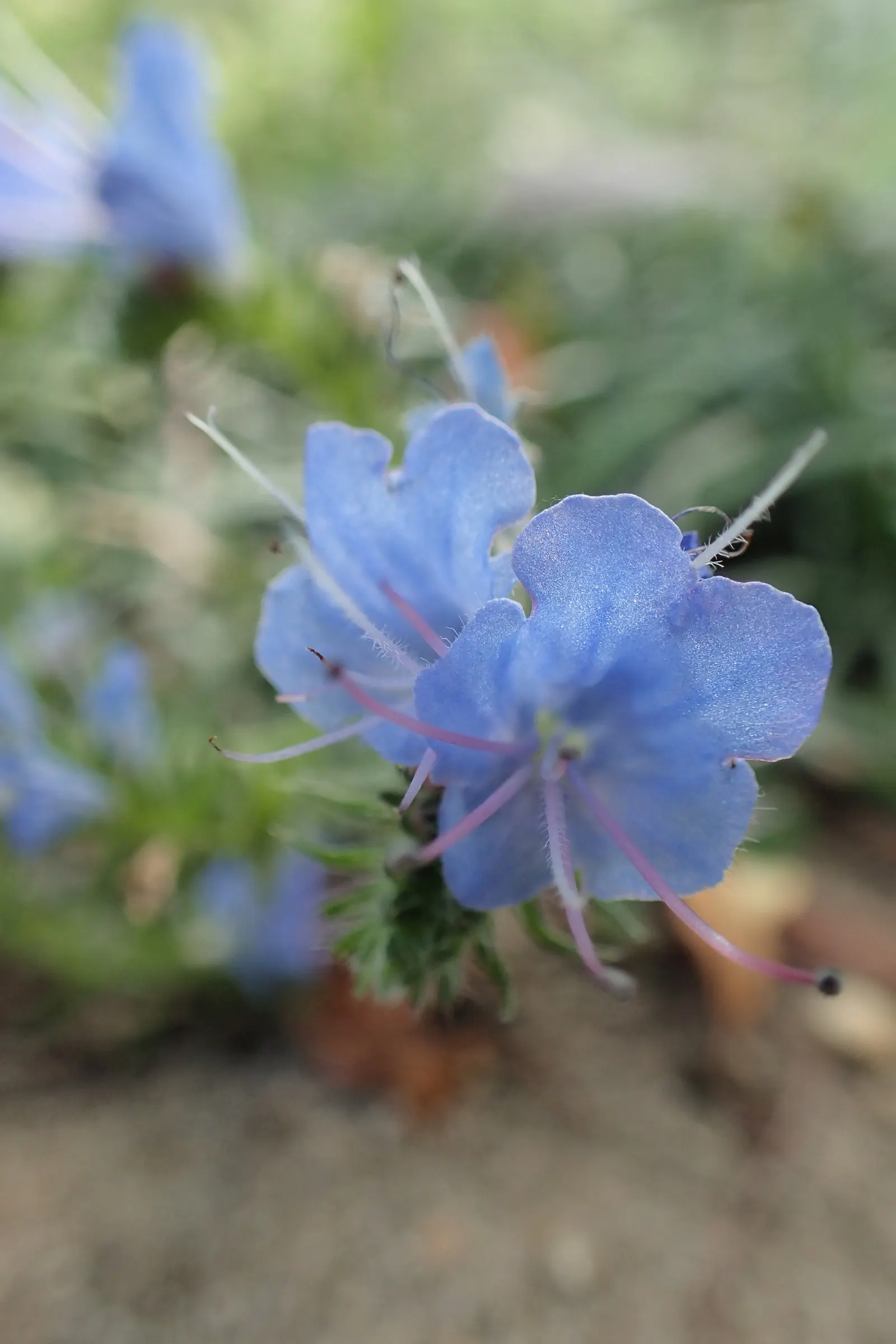 Blueweed (Echium Vulgare) — Blueweed serves well as a border plant; providing definition and contrast against green foliage, image 122