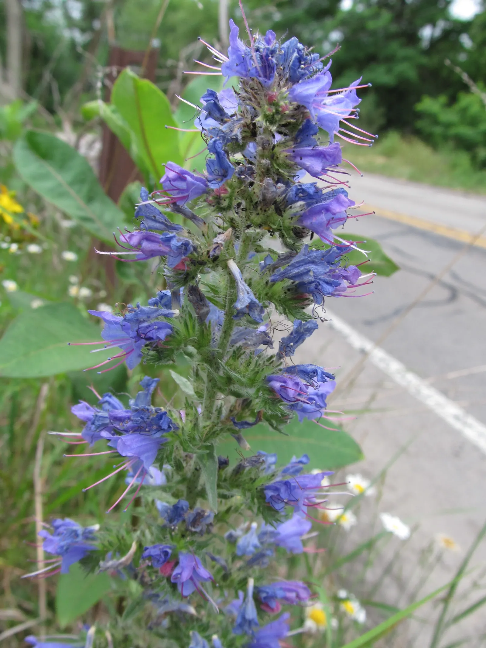 Blueweed (Echium Vulgare) — making it an environmentally conscious addition to their garden; noted for its vibrant blue flowers, image 101