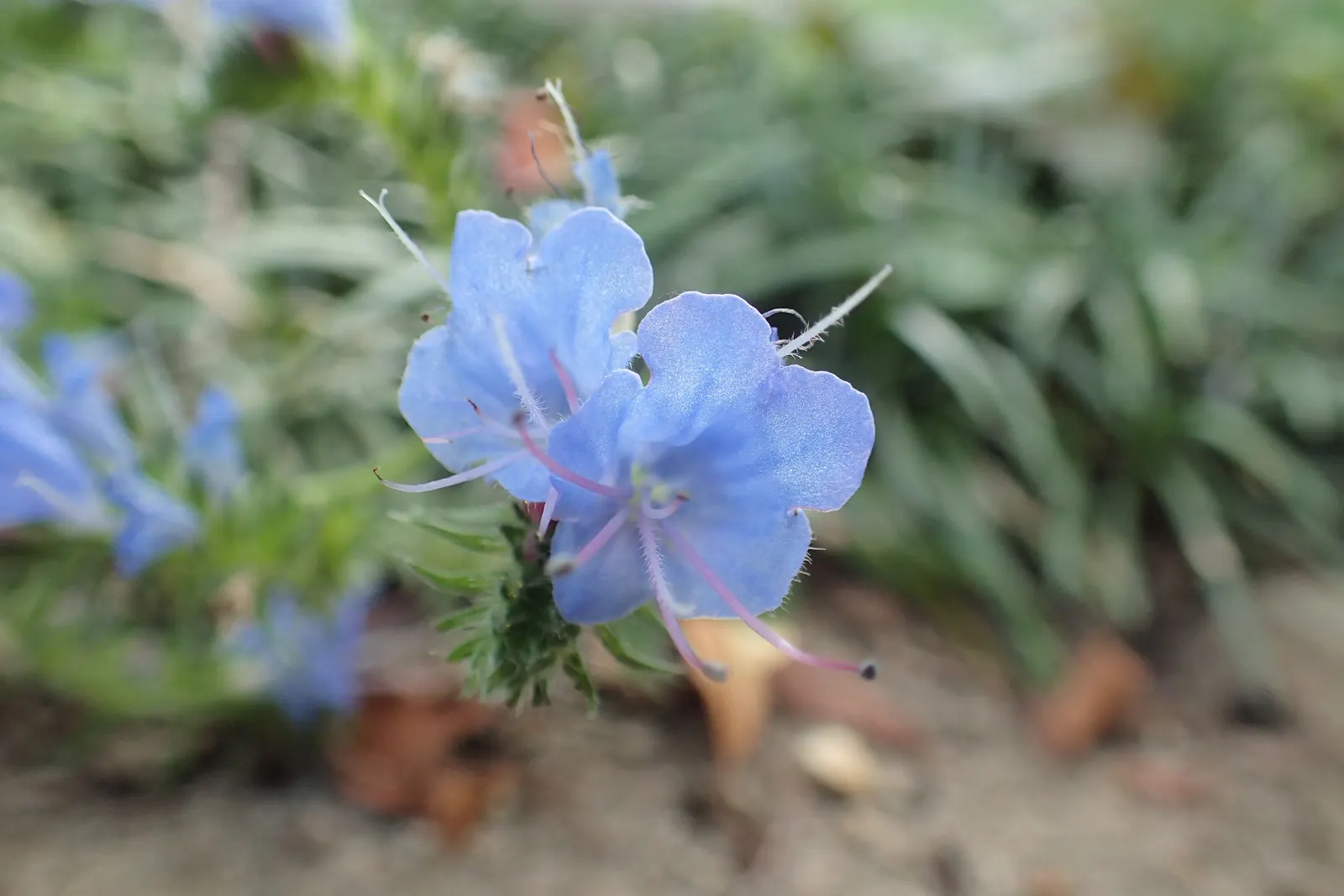 Blueweed (Echium Vulgare) — Echium vulgare is relatively low-maintenance; where its self-sowing capability ensures a recurring display year after, image 126