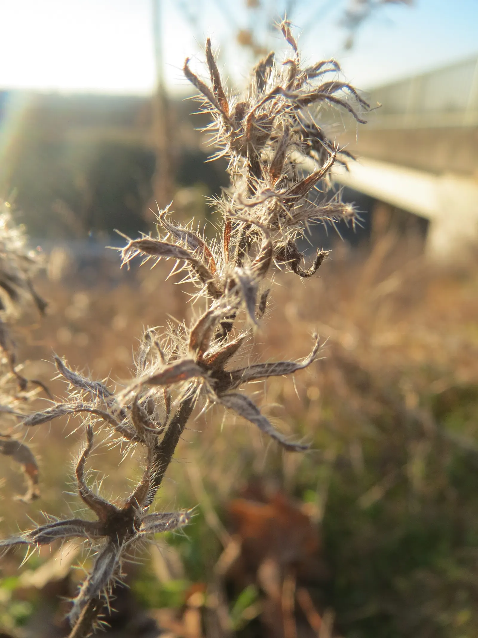 Blueweed (Echium Vulgare) — with a spread of roughly 1 to 2 feet at maturity; this plant can adapt to a variety of environments