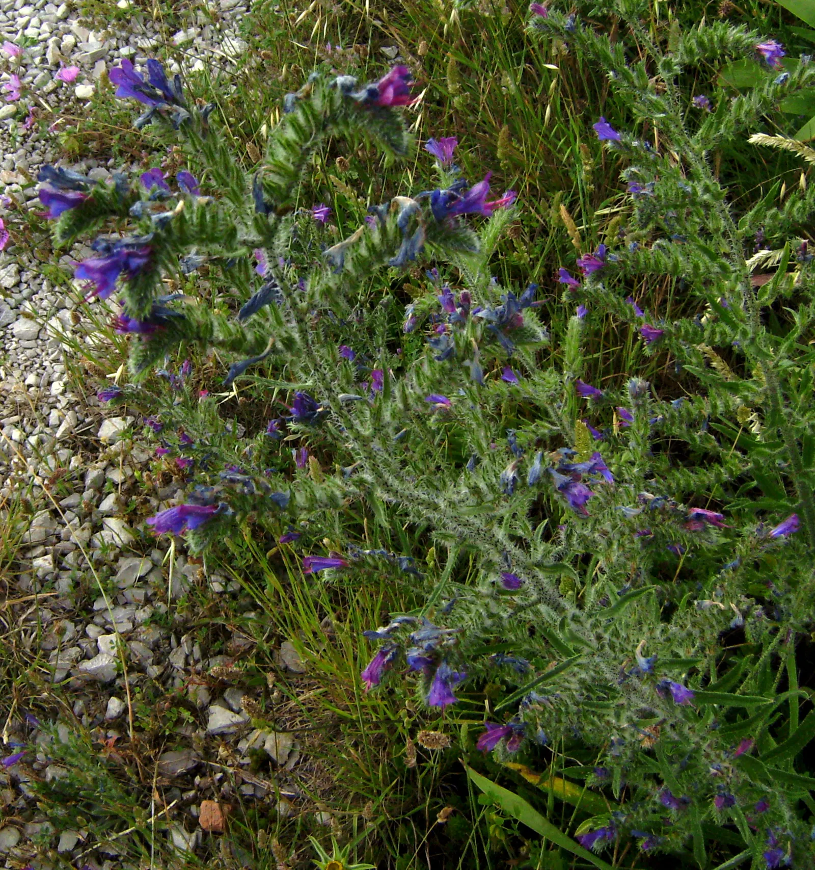 Blueweed (Echium Vulgare) — Its upright, bristly stems add texture to any garden; with a spread of roughly 1 to 2 feet at maturity, image 58