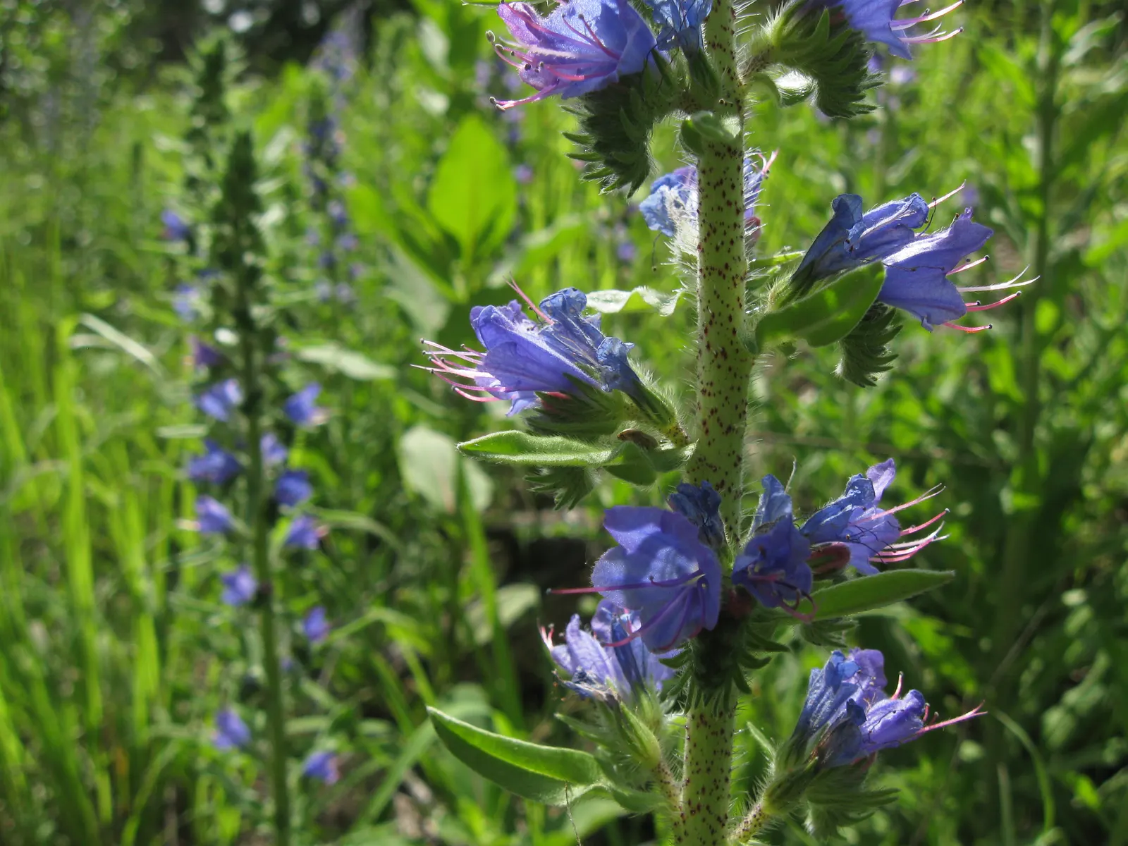 Blueweed (Echium Vulgare) — Noted for its vibrant blue flowers; although it favors well-drained soils and full sun conditions to achieve its full, image 54