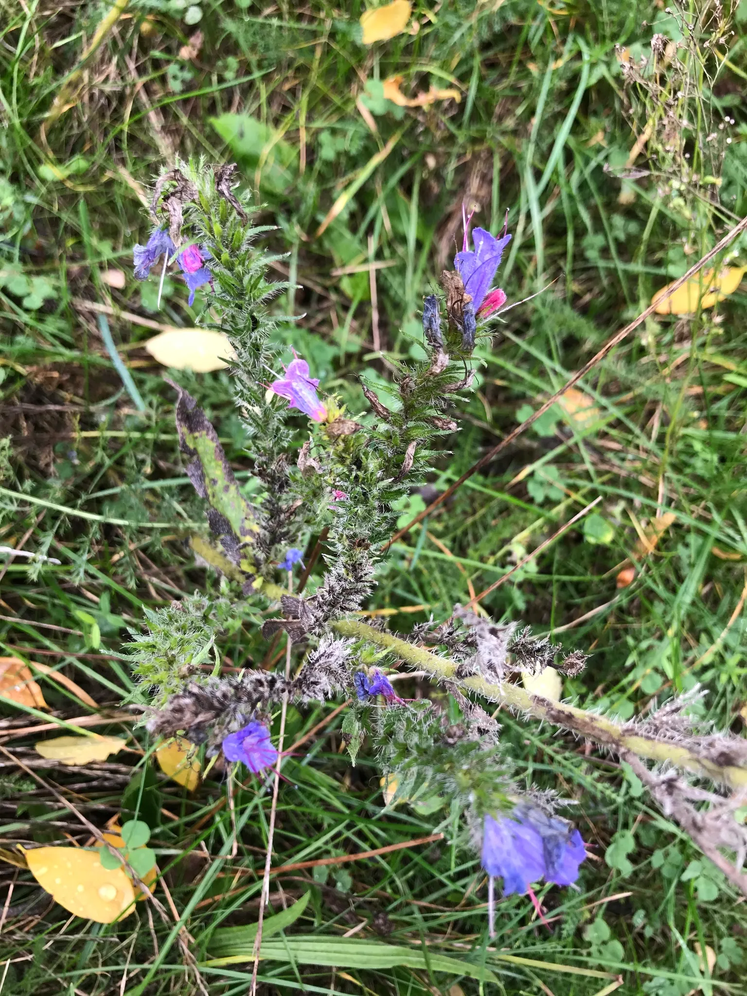 Blueweed (Echium Vulgare) — which bloom from late spring to early summer; blueweed serves well as a border plant