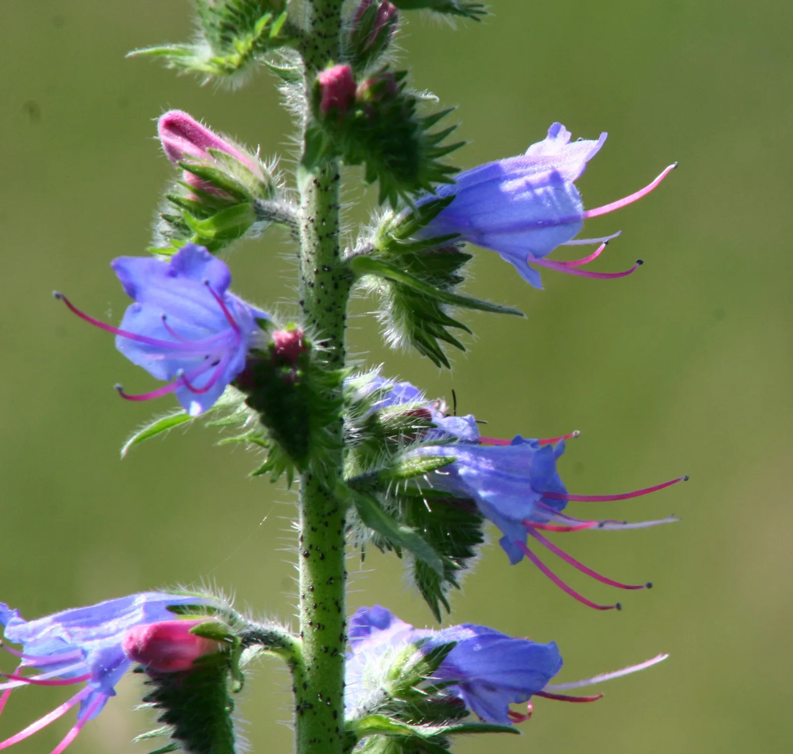Blueweed (Echium Vulgare) — Echium vulgare, commonly known as Blueweed, is a biennial plant reaching heights of 1-3 feet; it's a magnet for pollinators