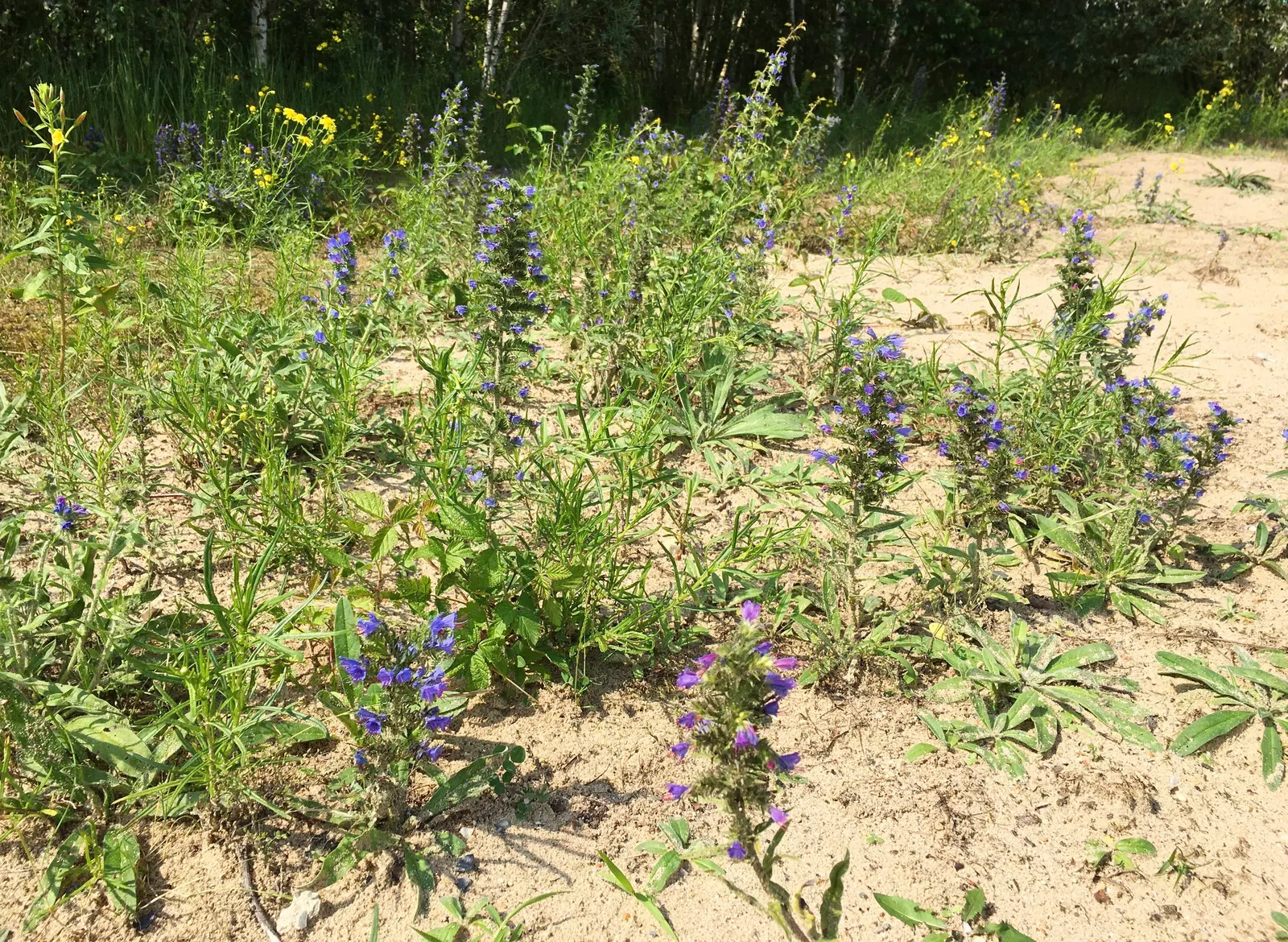 Blueweed (Echium Vulgare) — Blueweed serves well as a border plant; providing definition and contrast against green foliage, image 96