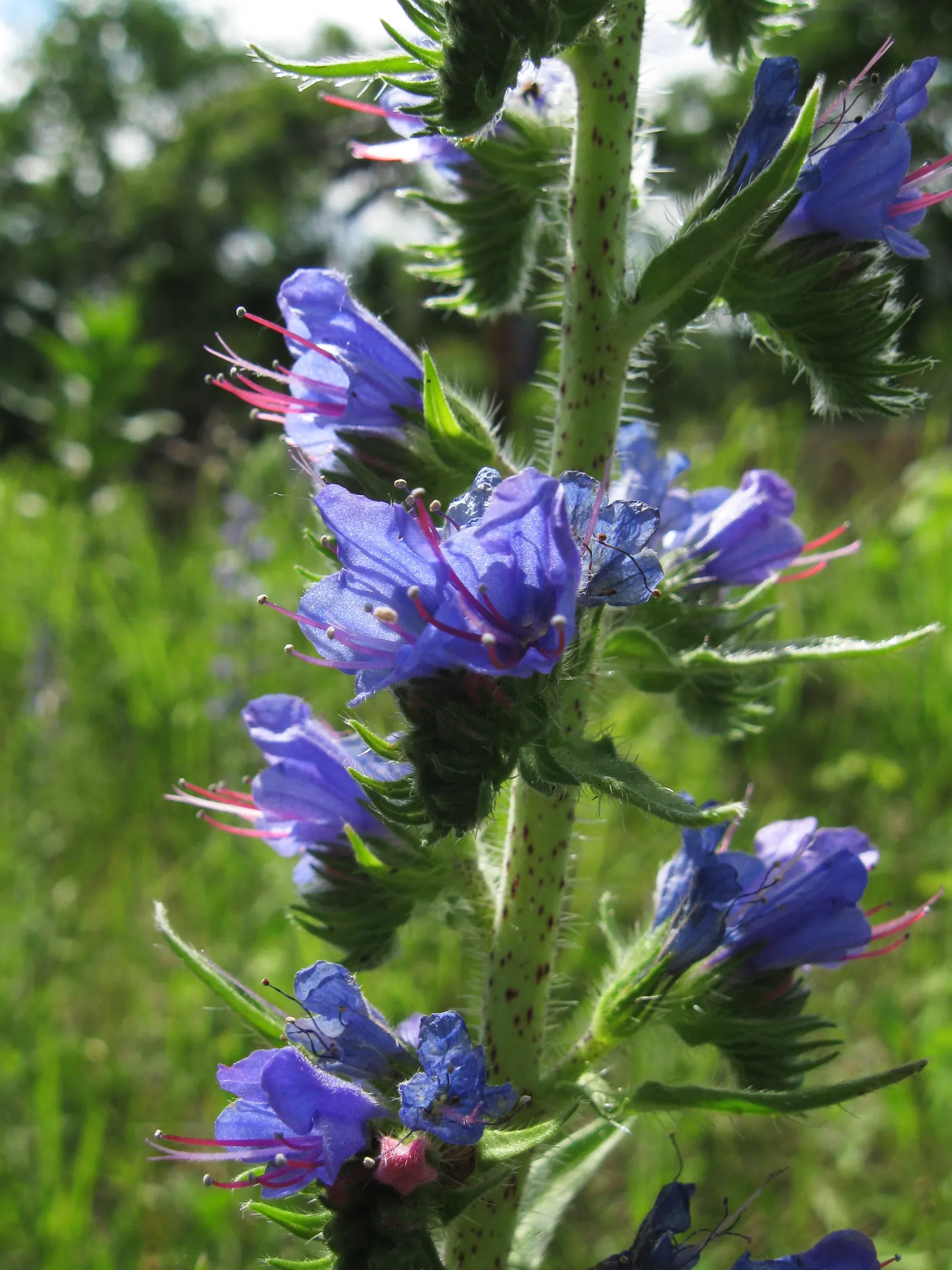 Blueweed (Echium Vulgare) — scientifically termed Echium vulgare; echium vulgare, commonly known as Blueweed, is a biennial plant reaching heights, image 60
