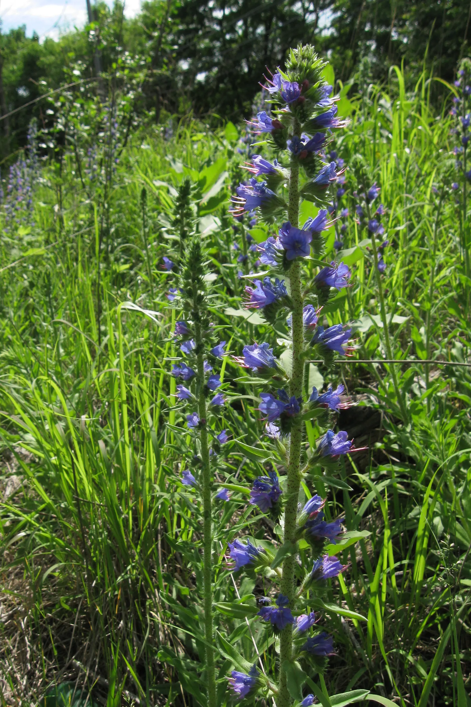 Blueweed (Echium Vulgare) — Noted for its vibrant blue flowers; although it favors well-drained soils and full sun conditions to achieve its full, image 80