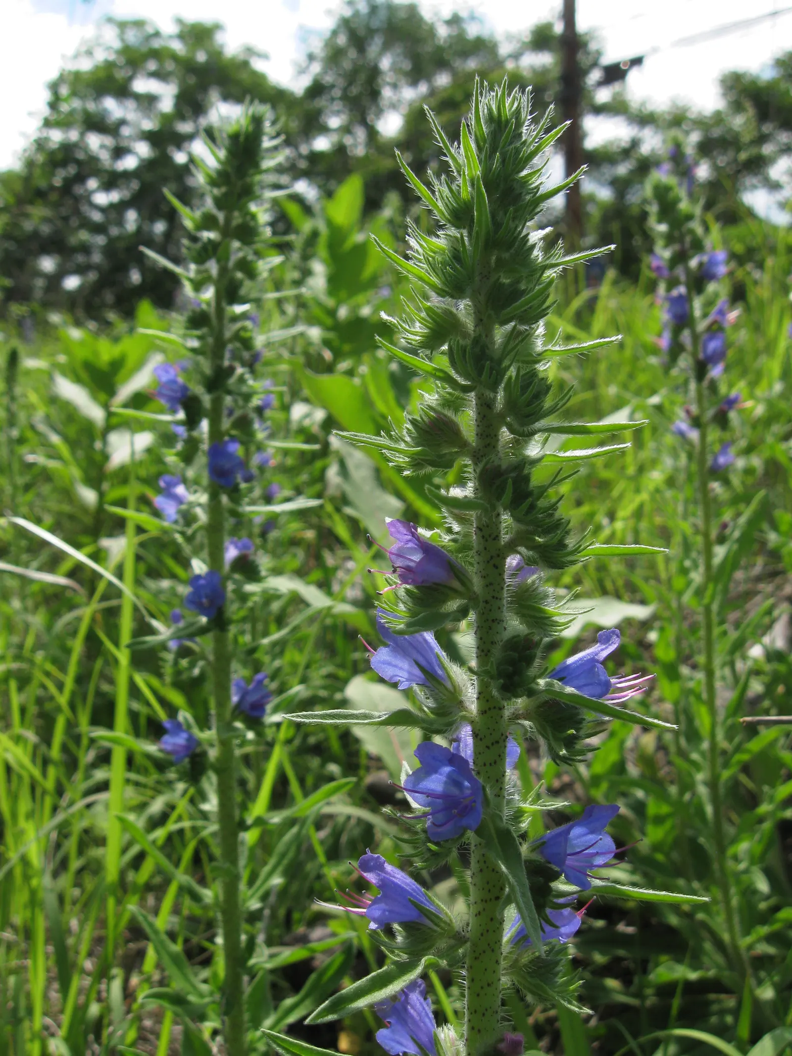 Blueweed (Echium Vulgare) — providing definition and contrast against green foliage; shrub for full