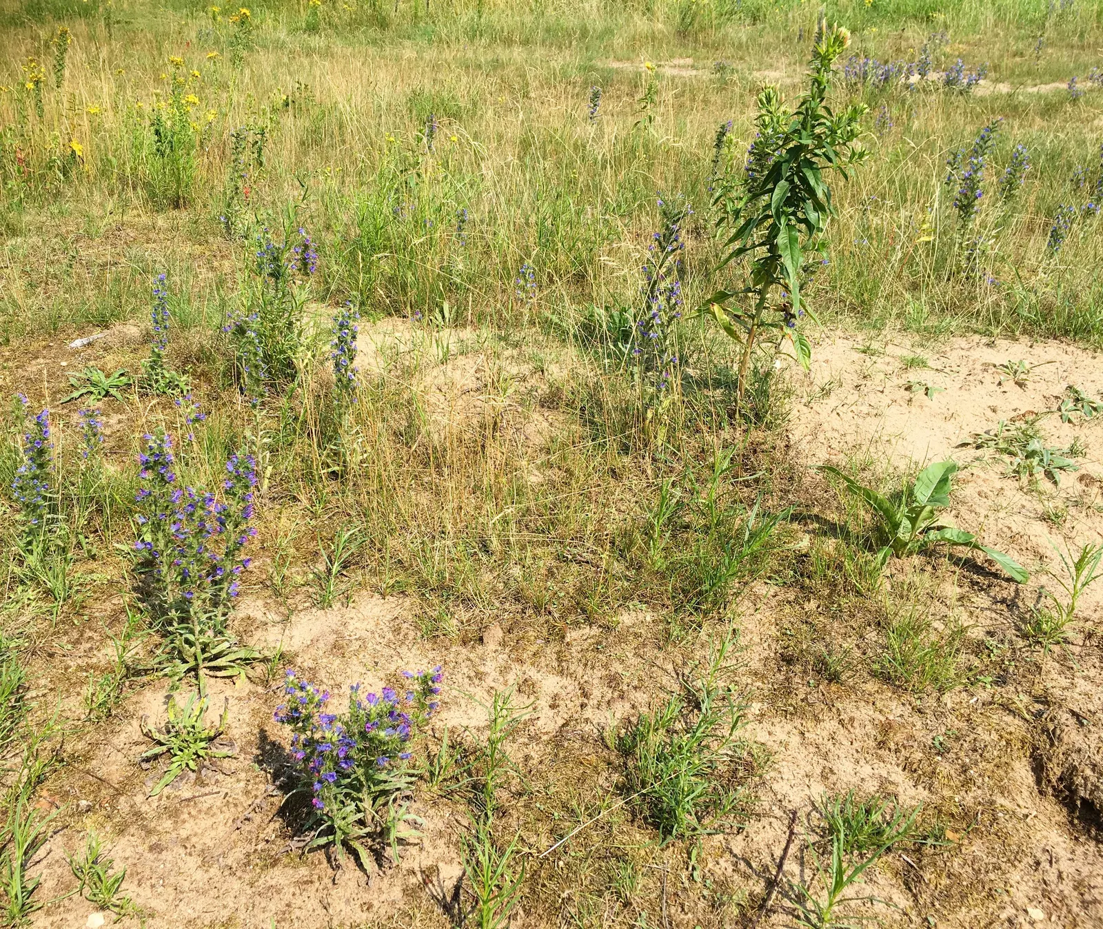 Blueweed (Echium Vulgare) — Its upright, bristly stems add texture to any garden; with a spread of roughly 1 to 2 feet at maturity, image 110