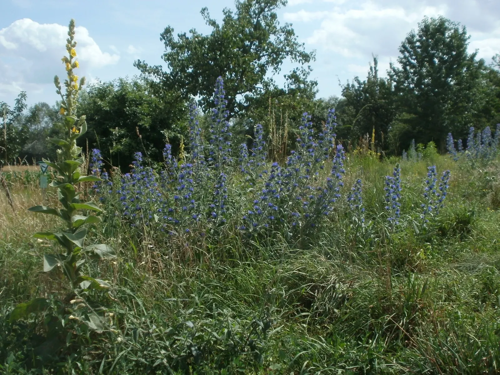 Blueweed (Echium Vulgare) — Echium vulgare, commonly known as Blueweed, is a biennial plant reaching heights of 1-3 feet; it's a magnet for, image 131
