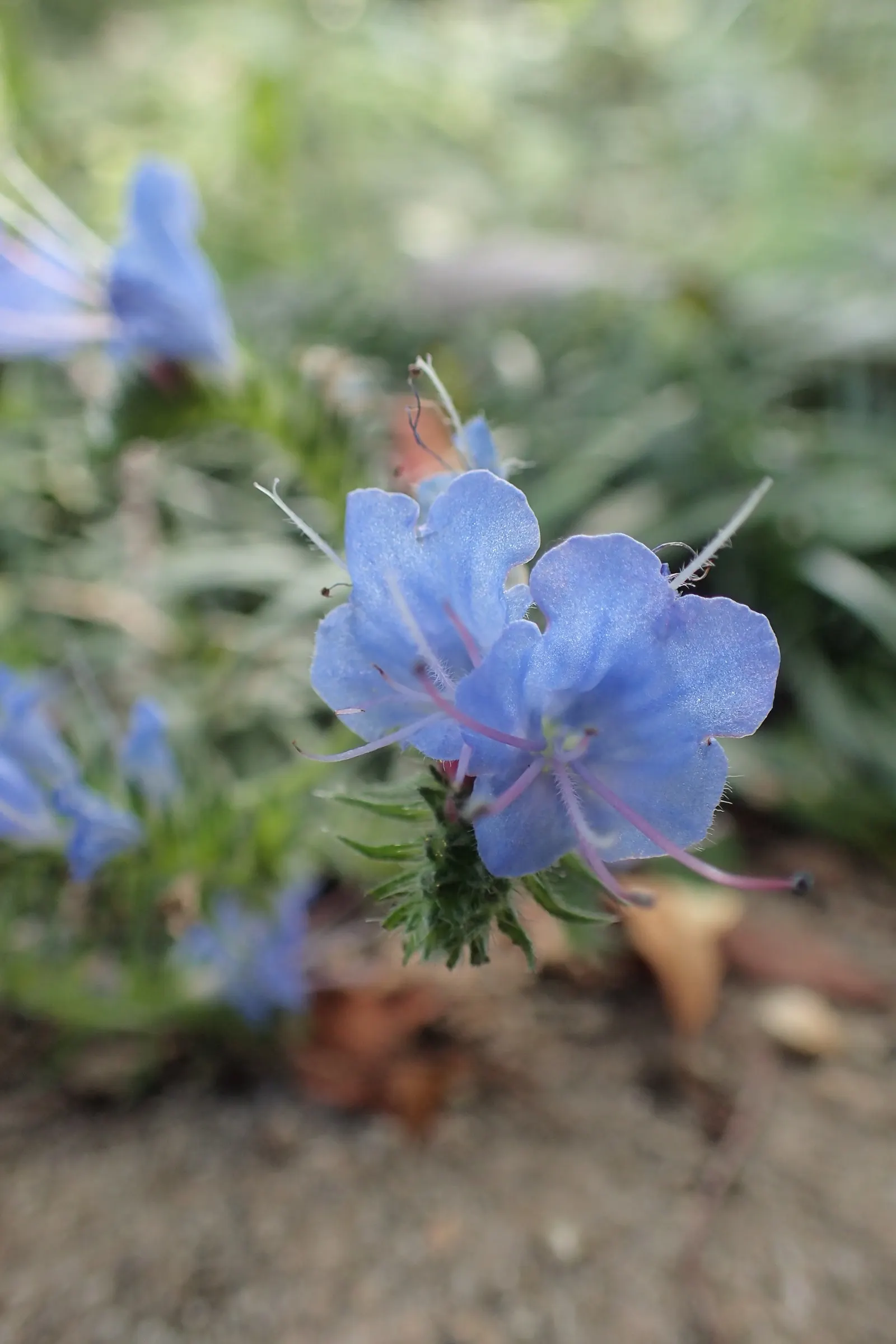 Blueweed (Echium Vulgare) — it's a magnet for pollinators; shrub with blue blooms, image 108
