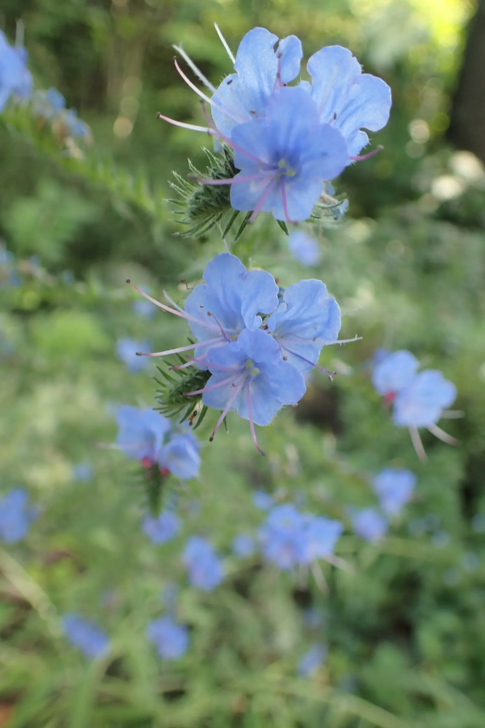 Blueweed (Echium Vulgare) — shrub for full; making it an environmentally conscious addition to their garden, image 78
