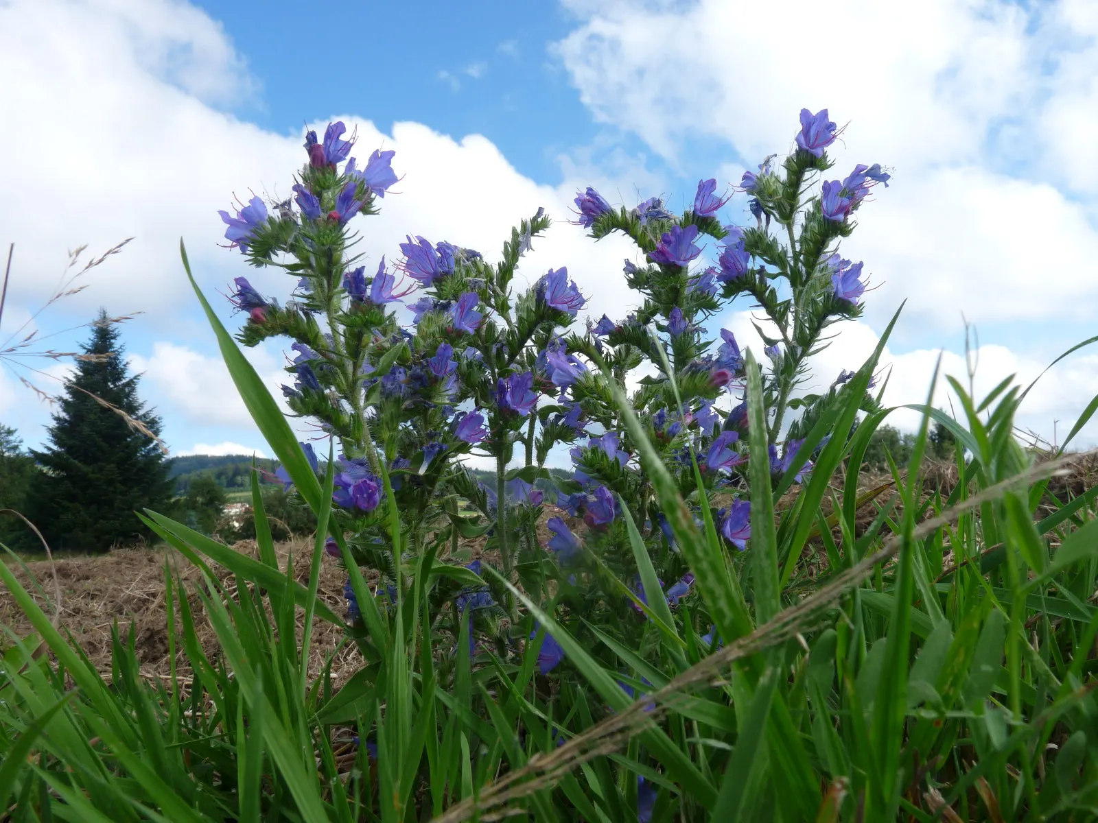 Blueweed (Echium Vulgare) — Blueweed sports cylindrical flower spikes