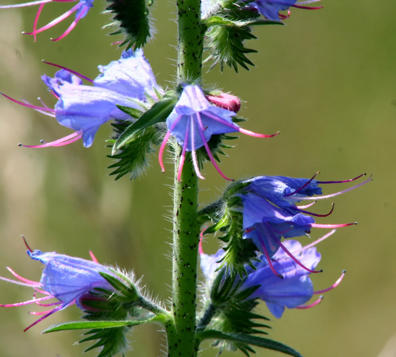 Blueweed (Echium Vulgare) — Echium vulgare, commonly known as Blueweed, is a biennial plant reaching heights of 1-3 feet; it's a magnet for, image 53