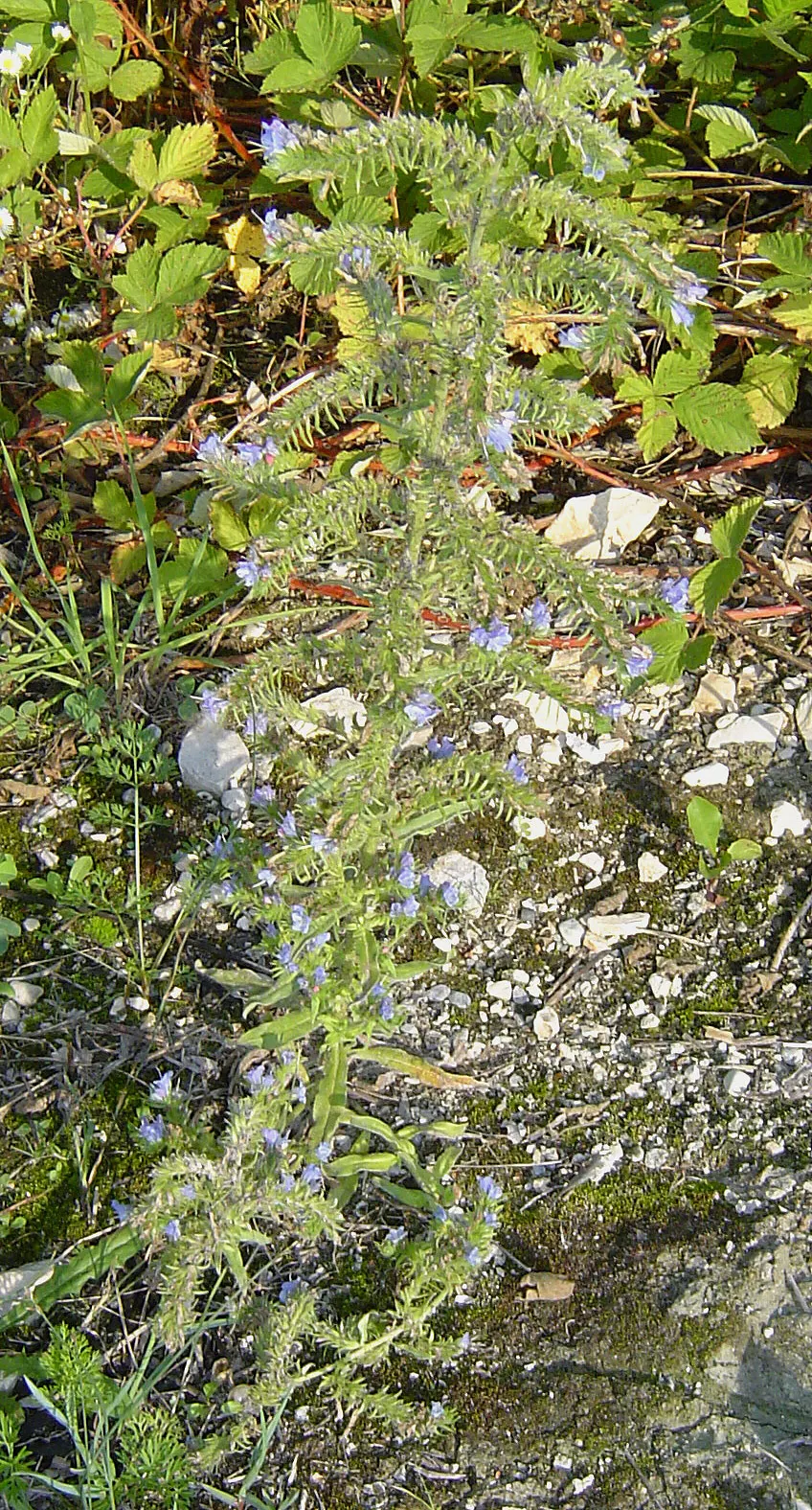Blueweed (Echium Vulgare) — It can also be utilized in wildflower meadows or naturalized areas; handle with care, as the hairs can be irritating to, image 124