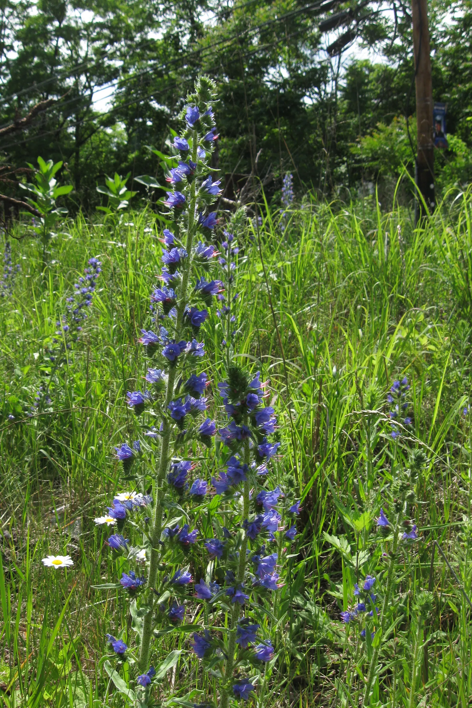 Blueweed (Echium Vulgare) — with a spread of roughly 1 to 2 feet at maturity