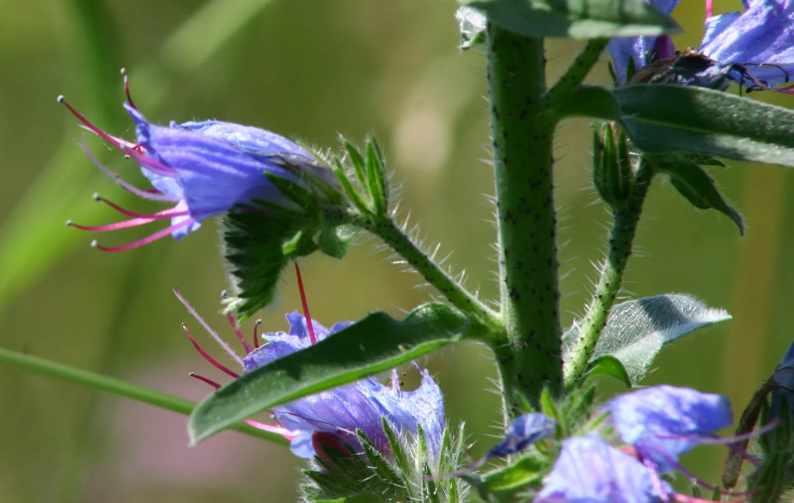 Blueweed (Echium Vulgare) — Echium vulgare grows to an impressive height of 1 to 3 feet
