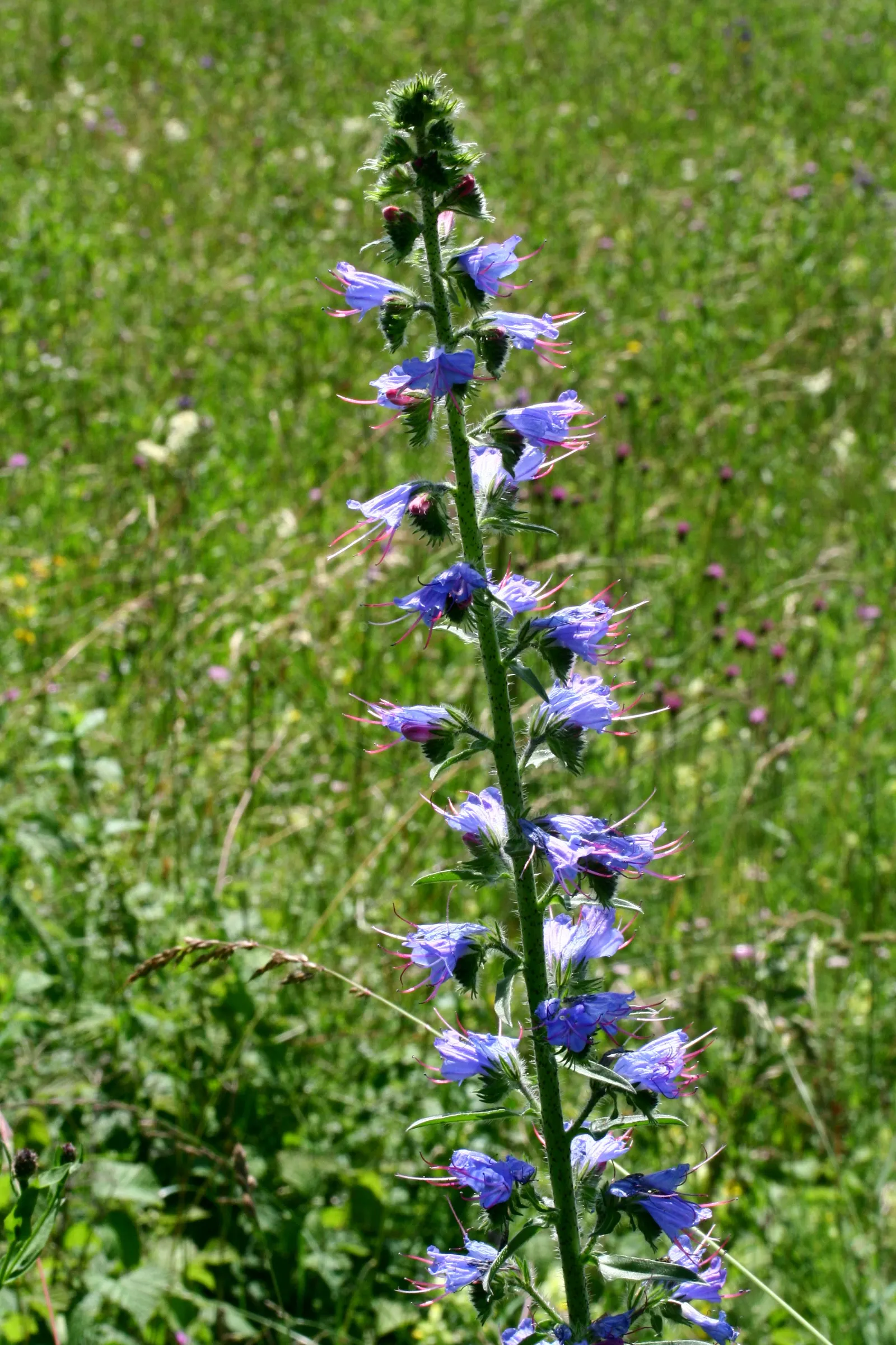 Blueweed (Echium Vulgare) — making it an environmentally conscious addition to their garden; noted for its vibrant blue flowers
